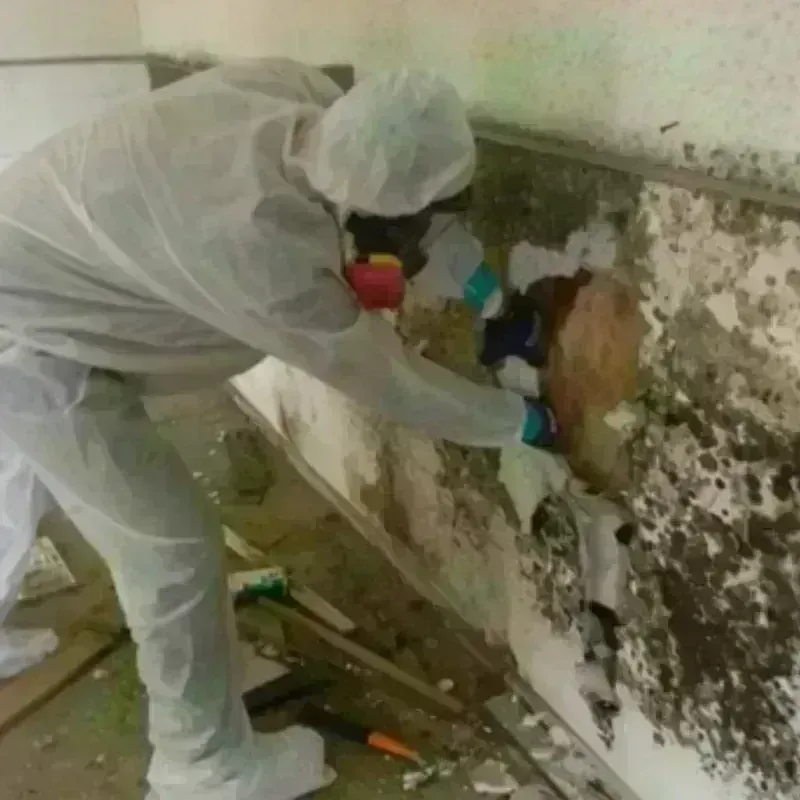 Mold Remediation and Removal in Collingswood, NJ